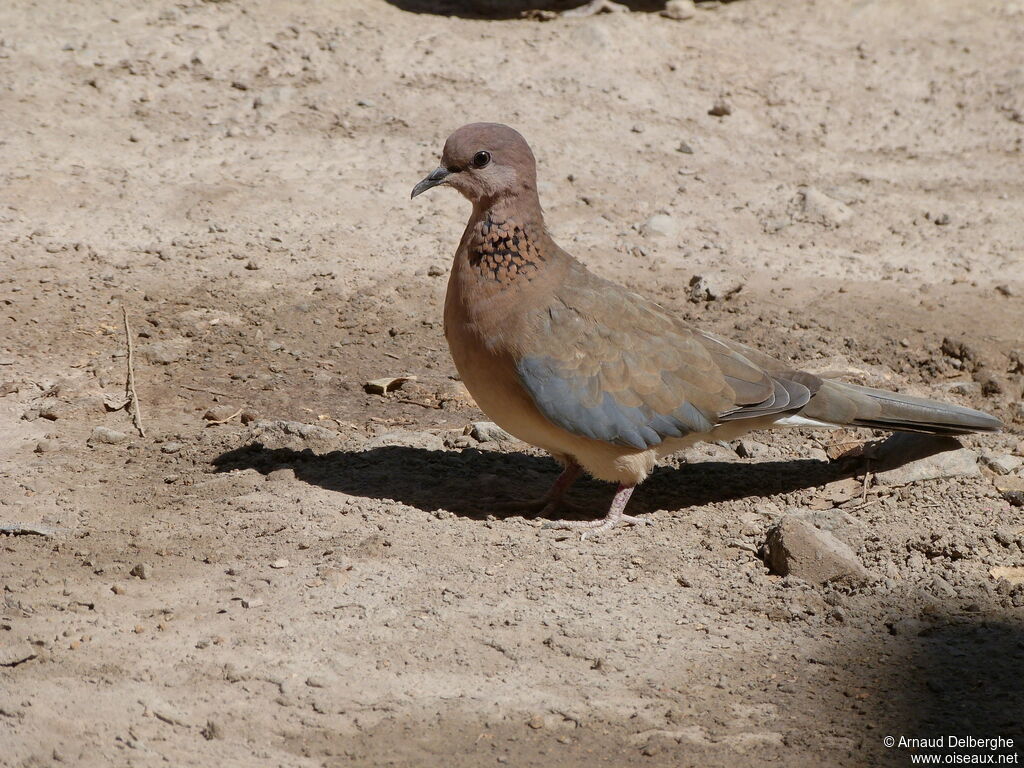 Laughing Dove