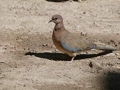 Laughing Dove