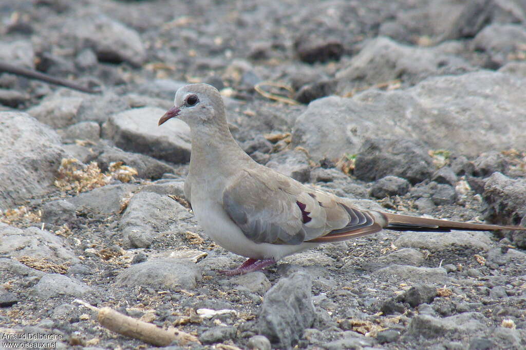 Tourterelle masquée femelle adulte, identification