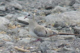 Namaqua Dove