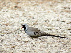 Namaqua Dove