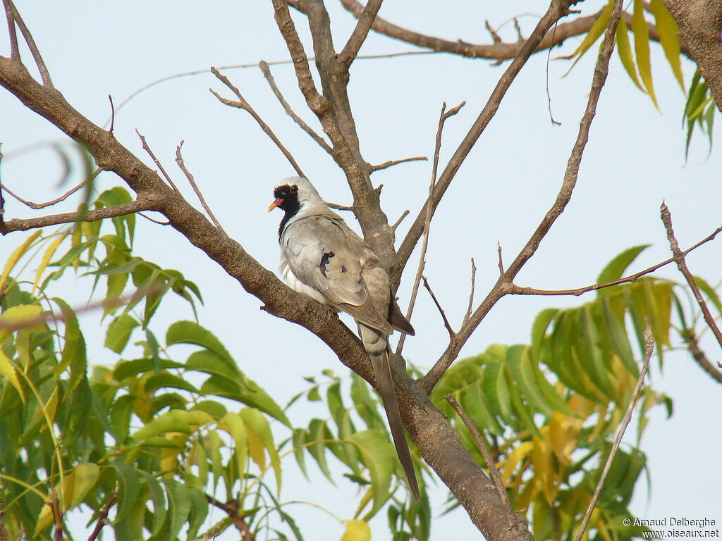 Namaqua Dove