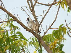 Namaqua Dove