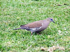 West Peruvian Dove