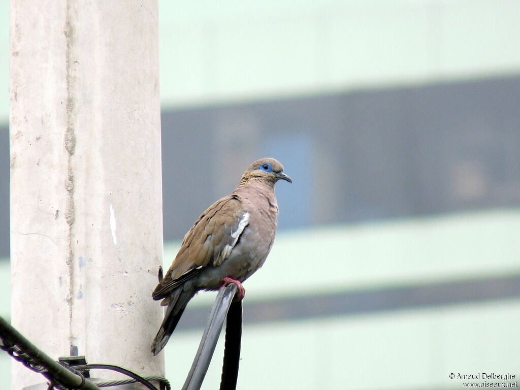 West Peruvian Dove