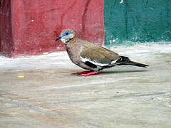 West Peruvian Dove