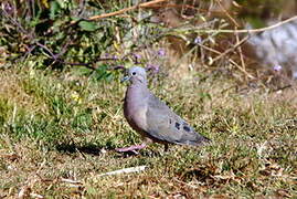 Eared Dove