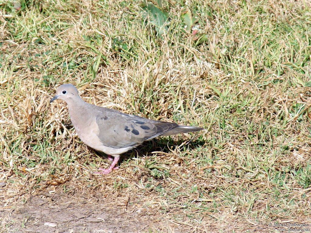 Eared Dove