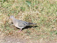 Eared Dove