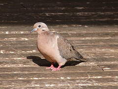 Eared Dove