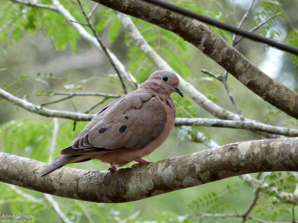 Eared Doveadult, habitat, pigmentation