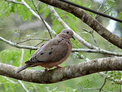 Eared Dove