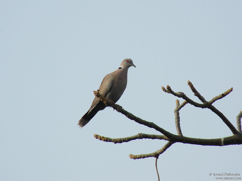 Mourning Collared Dove