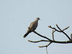 Mourning Collared Dove