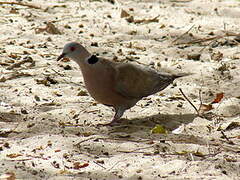 Mourning Collared Dove