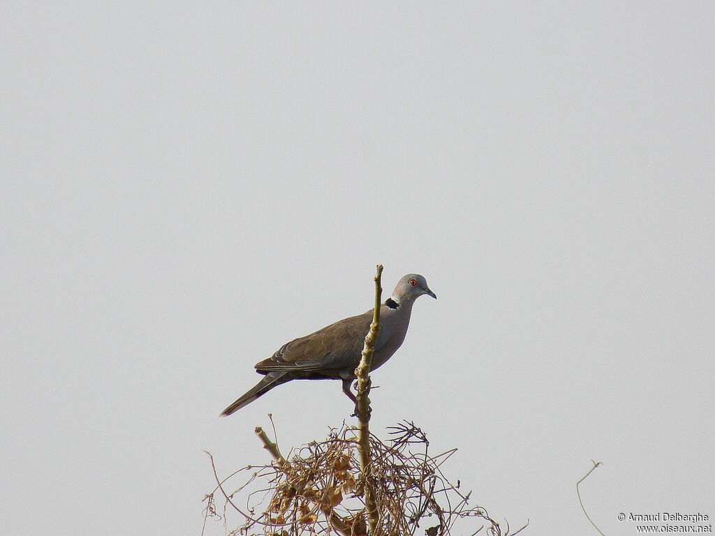 Mourning Collared Dove