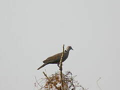 Mourning Collared Dove