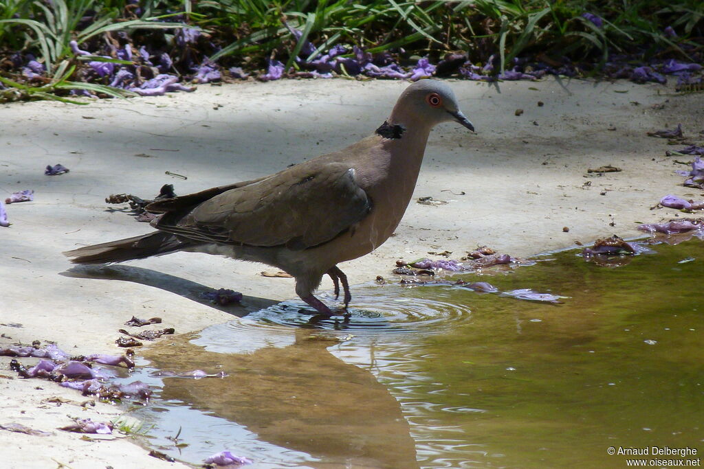 Mourning Collared Dove