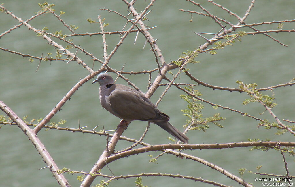 Mourning Collared Dove