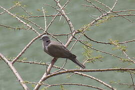 Mourning Collared Dove