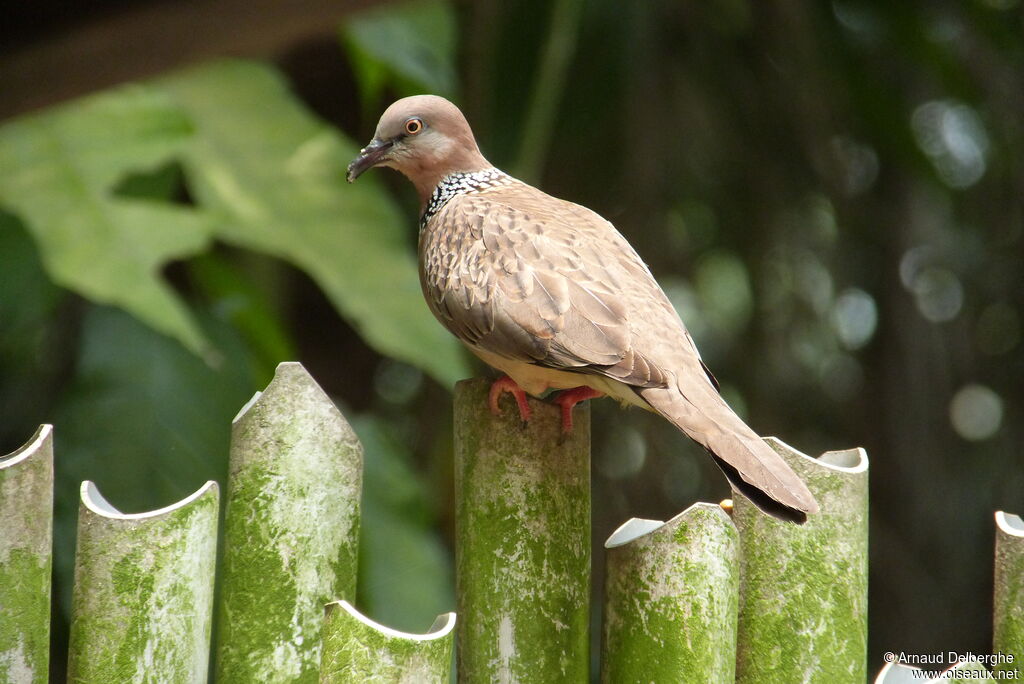 Spotted Dove