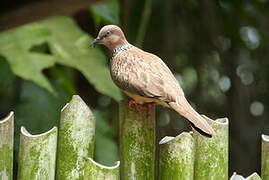 Spotted Dove