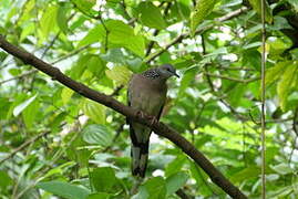 Spotted Dove