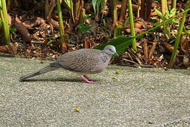 Spotted Dove