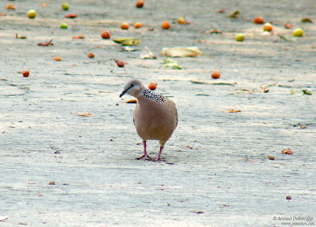 Spotted Dove