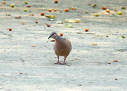 Spotted Dove