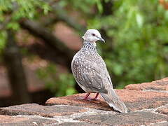 Spotted Dove