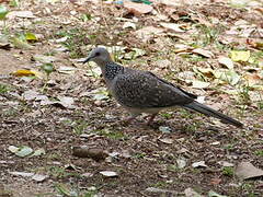 Spotted Dove