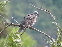 Spotted Dove