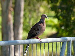 Spotted Dove