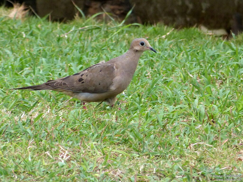 Mourning Dove