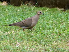 Mourning Dove