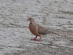 Mourning Dove