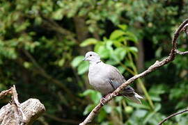 Eurasian Collared Dove