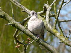 Eurasian Collared Dove