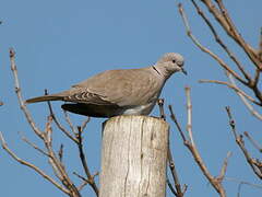 Eurasian Collared Dove