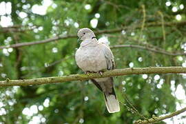 Eurasian Collared Dove