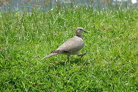 Eurasian Collared Dove