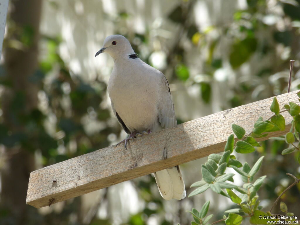 Eurasian Collared Dove