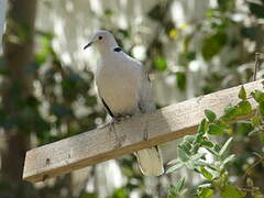 Eurasian Collared Dove