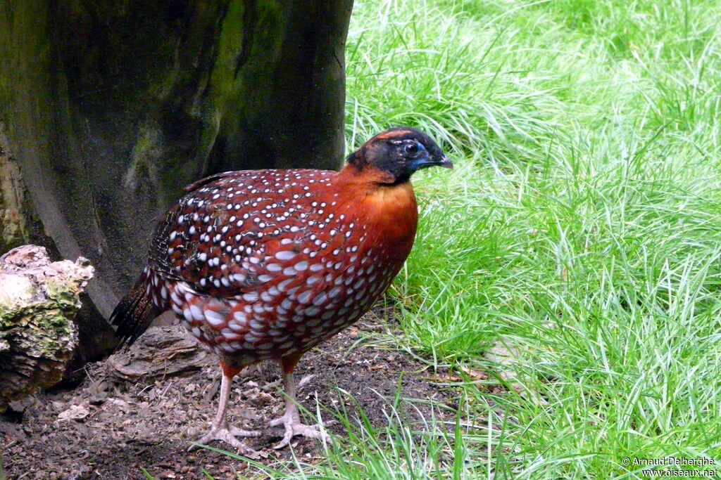 Temminck's Tragopan