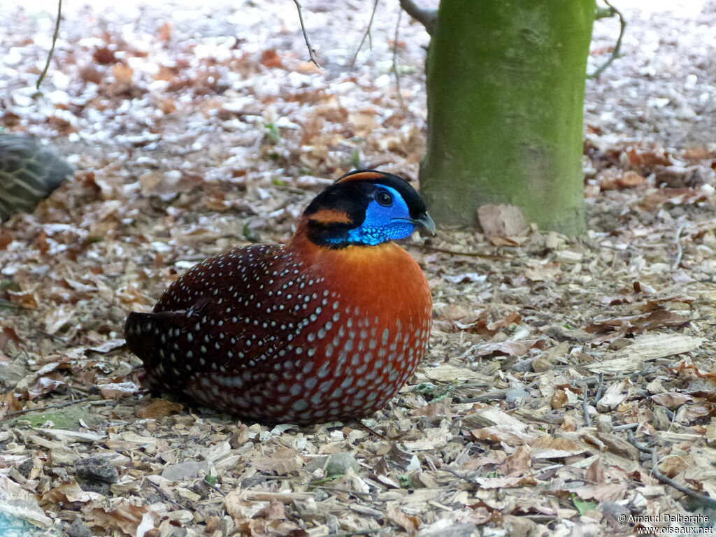 Temminck's Tragopan