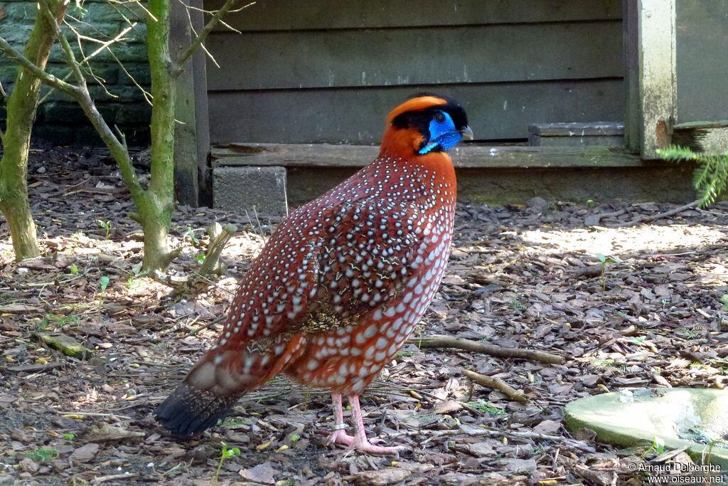 Temminck's Tragopan