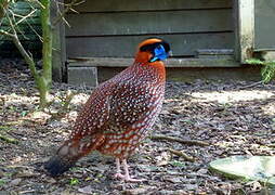 Temminck's Tragopan