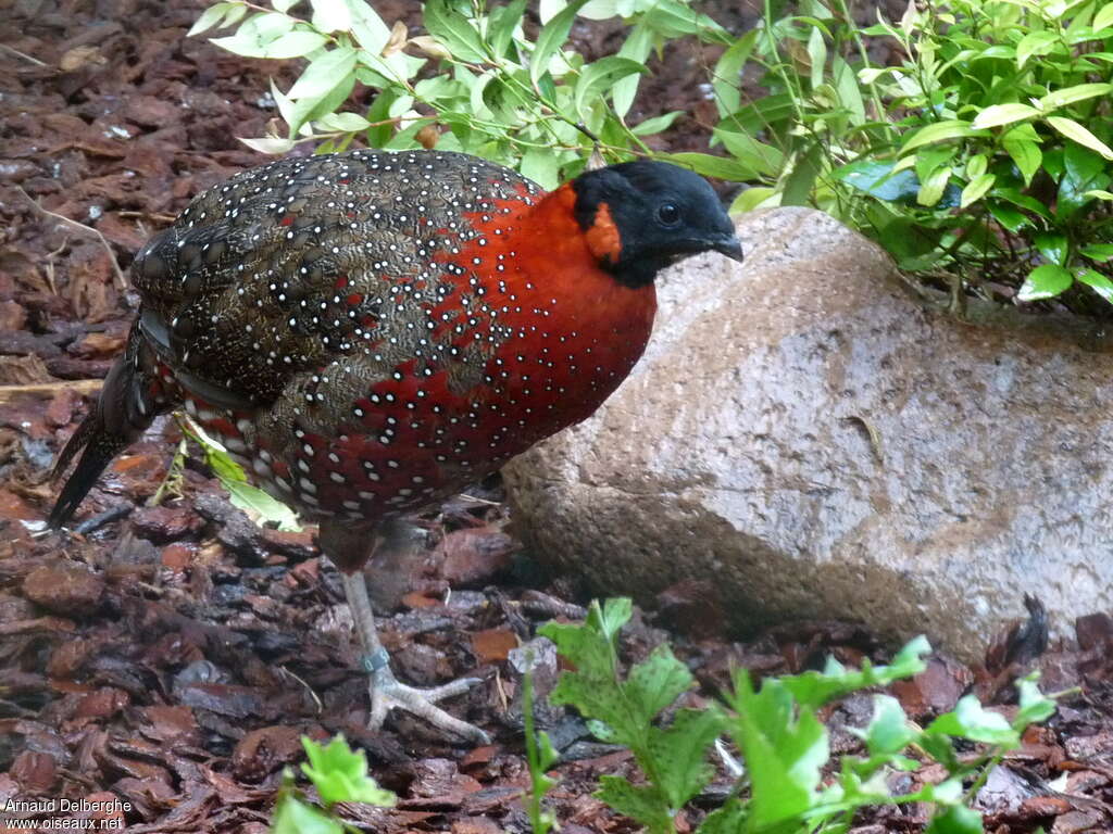 Tragopan satyre