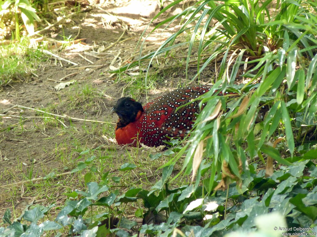 Satyr Tragopan